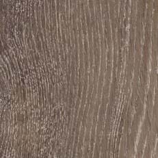 Pilgrim Oak