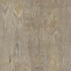 Bleached Elm